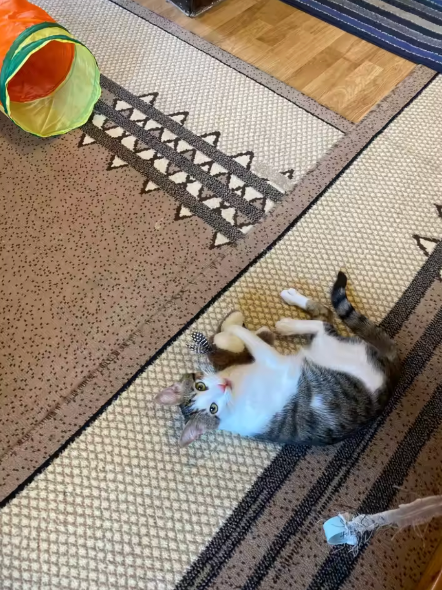 <h2>Trusted by customers who rely on the PurrFlapper™ every day</h2>