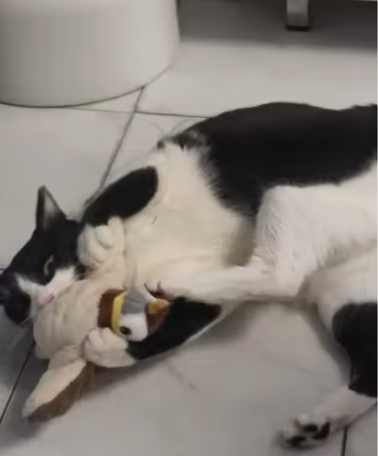 <h2>Trusted by customers who rely on the PurrFlapper™ every day</h2>