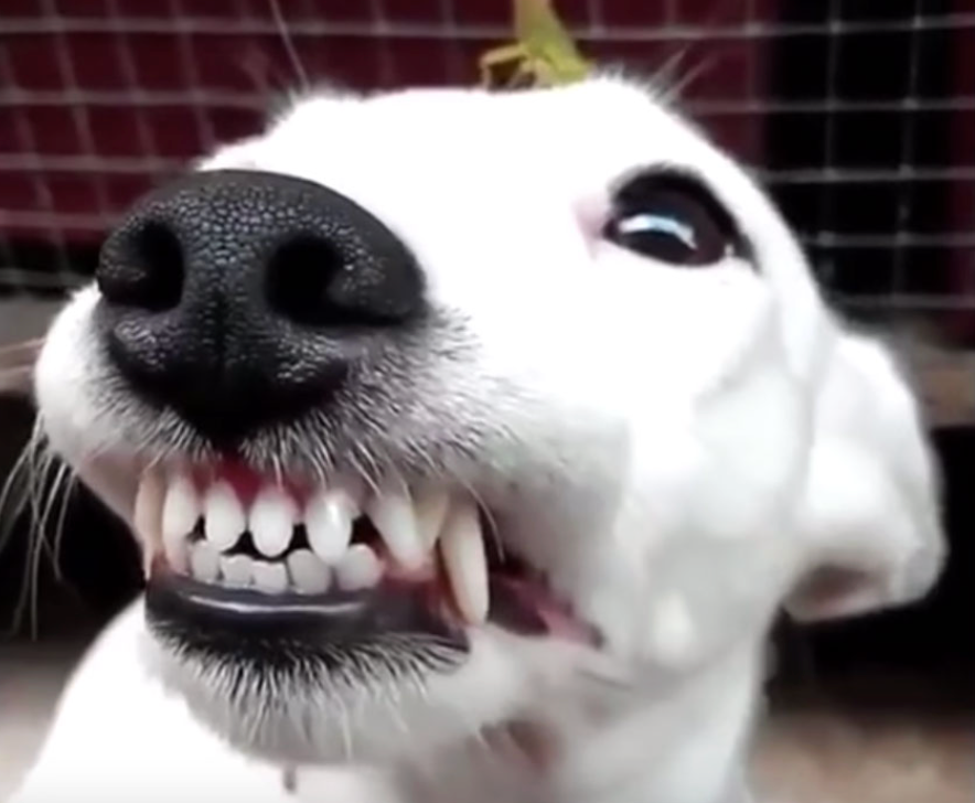 <h2>Trusted by customers who rely on the PawSmile™ every day</h2>