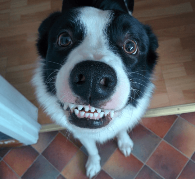 <h2>Trusted by customers who rely on the PawSmile™ every day</h2>